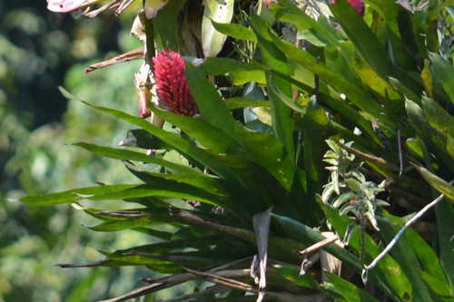 Quesnelia arvensis iNat (3)