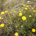 Shrubby Gumweed - Photo (c) Guillermo Debandi, some rights reserved (CC BY), uploaded by Guillermo Debandi