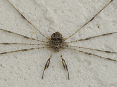 Dicranopalpus caudatus