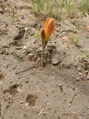 Zephyranthes gilliesiana