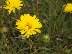 Grindelia chiloensis