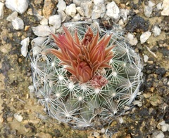 Escobaria missouriensis