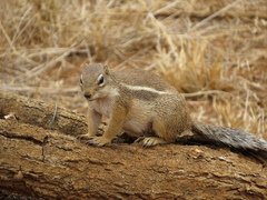 Euxerus erythropus