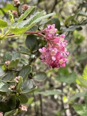 Ribes malvaceum malvaceum