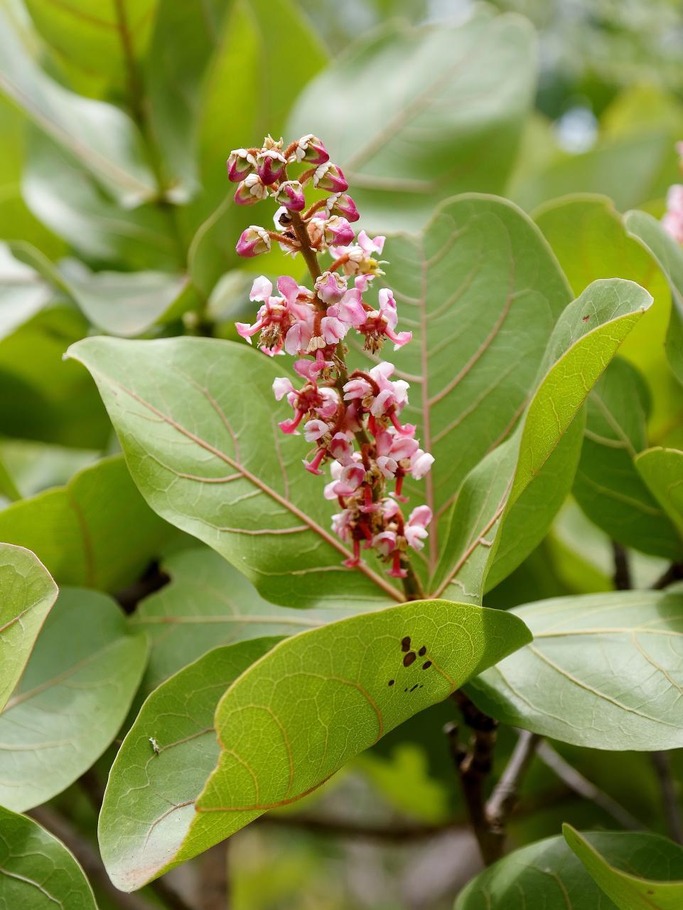 Byrsonima coccolobifolia