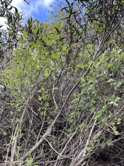 Ribes malvaceum malvaceum