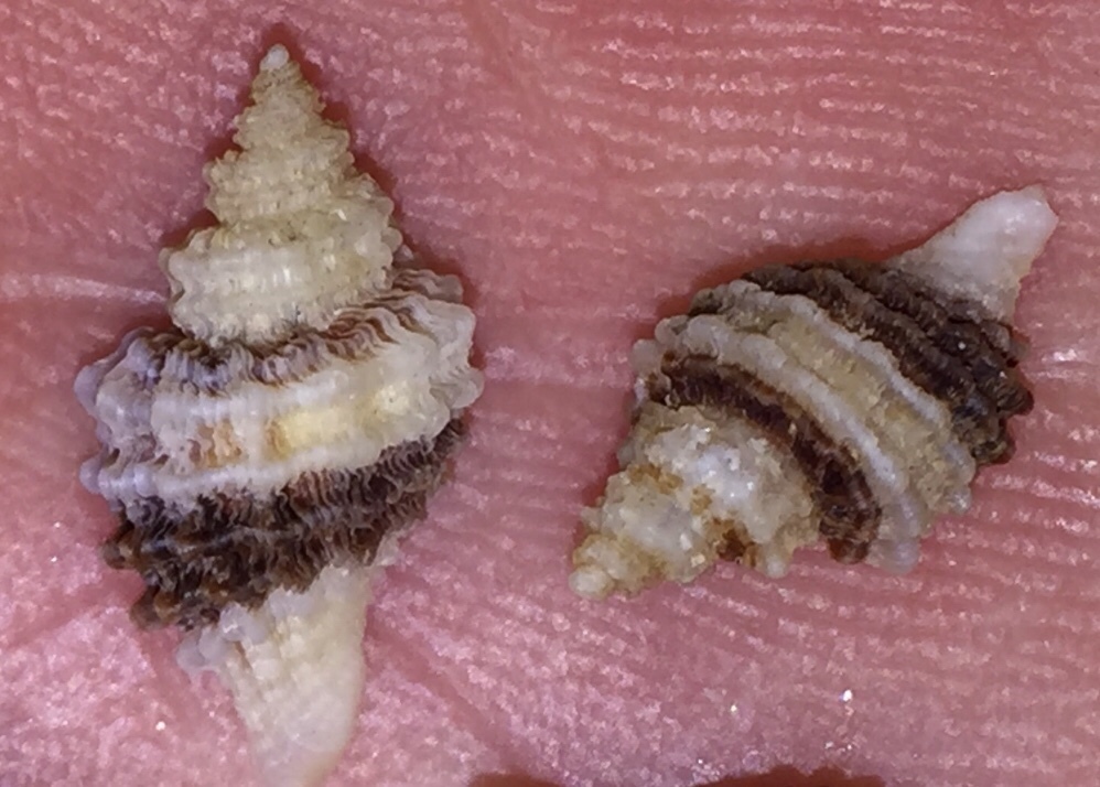 Paciocinebrina