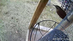 Thryothorus ludovicianus