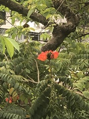 Spathodea campanulata