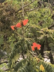 Spathodea campanulata