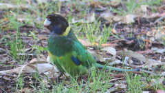 Barnardius zonarius semitorquatus