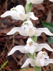 Goodyera schlechtendaliana