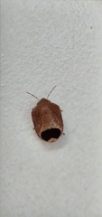 Symphylus