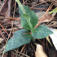 Goodyera schlechtendaliana