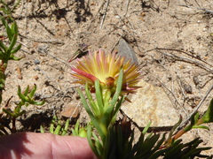 Lampranthus bicolor