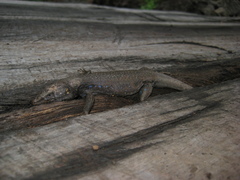 Gallotia caesaris gomerae