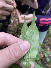 Rhamnus pilushanensis