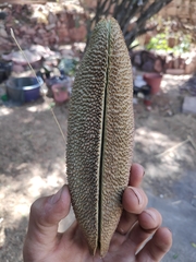 Amphilophium crucigerum