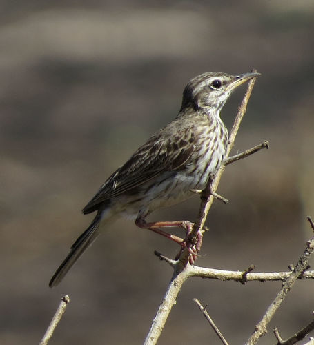 Malindi Pipit