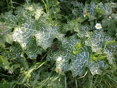 Silybum marianum