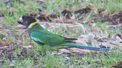 Barnardius zonarius semitorquatus
