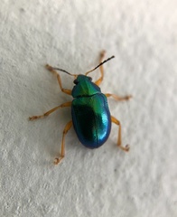 Nodocolaspis costipennis