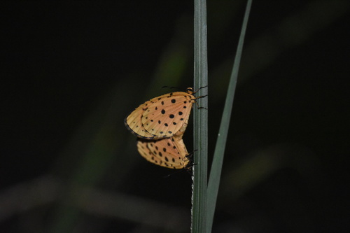Paul's Pentila