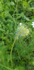 Artedia squamata