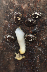 Protaetia aurichalcea