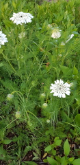 Artedia squamata
