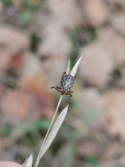 Dermacentor marginatus