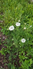 Artedia squamata