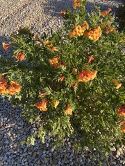 Tecomeae
