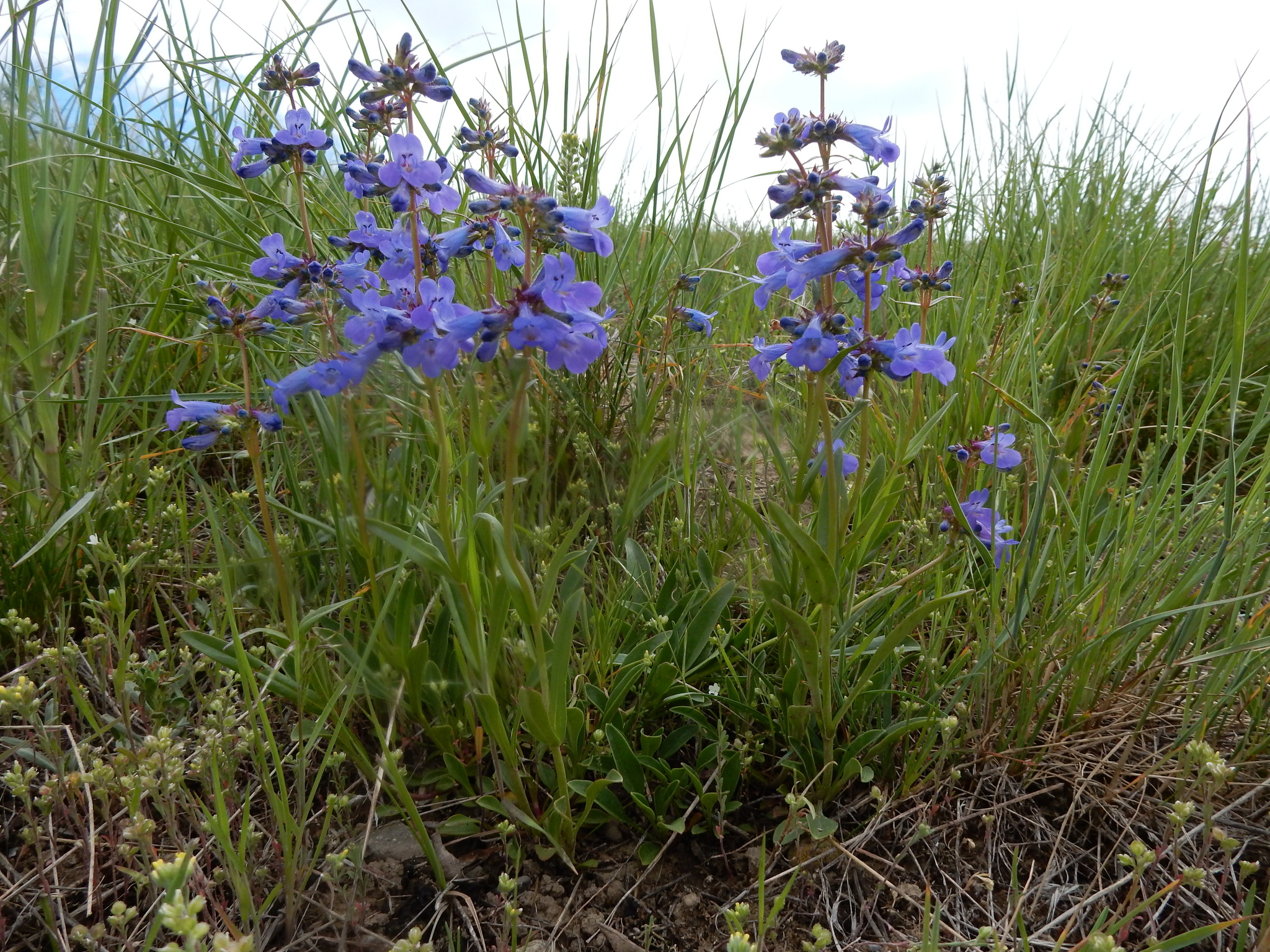 Penstemon attenuatus var. attenuatus