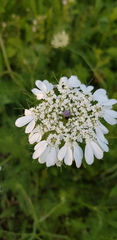 Artedia squamata