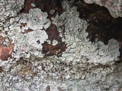 Lepraria normandinoides