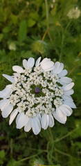 Artedia squamata