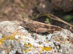Oedipoda canariensis