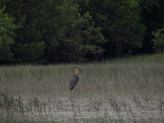 Leptoptilos javanicus