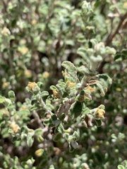 Helichrysum lepidissimum