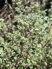 Helichrysum lepidissimum