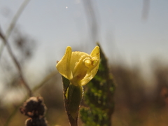 Disperis villosa