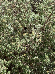 Helichrysum lepidissimum