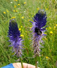 Phyteuma persicifolium