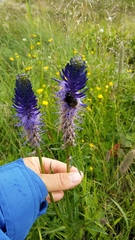 Phyteuma persicifolium