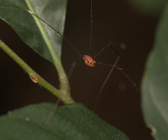 Pseudogagrella splendens