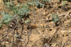 Trithemis pallidinervis