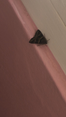 Melipotis trujillensis