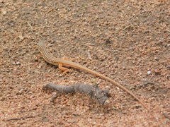 Latastia johnstonii