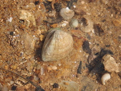 Anomalodiscus squamosus